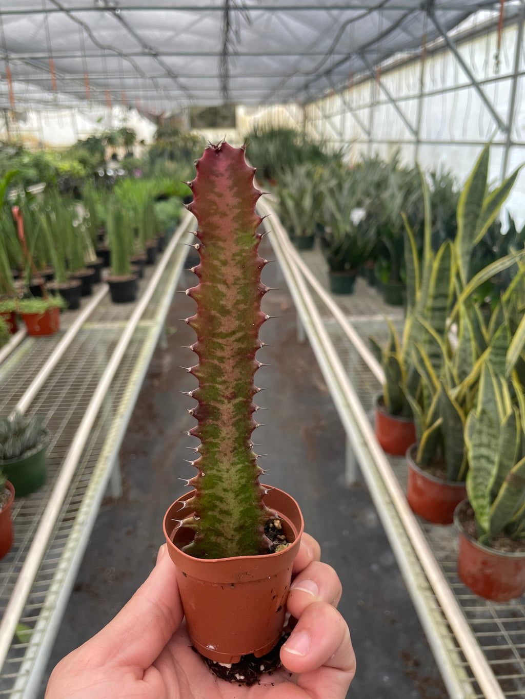 Succulent Euphorbia 'Trigona Rubra' – view 2