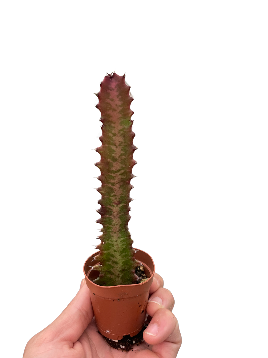 Succulent Euphorbia 'Trigona Rubra' – view 5
