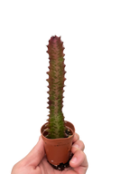 Succulent Euphorbia 'Trigona Rubra' – view 5