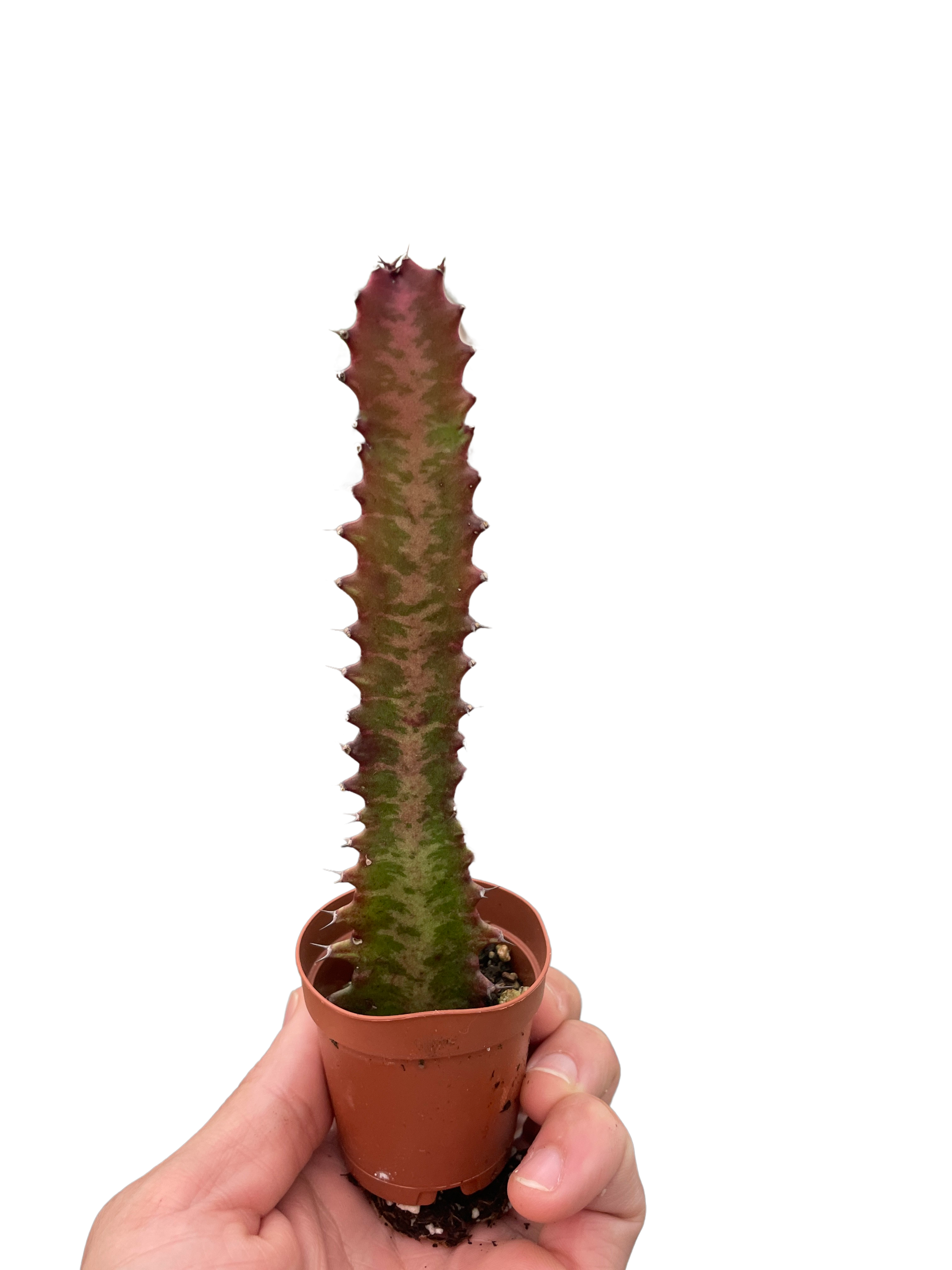 Succulent Euphorbia 'Trigona Rubra' – view 5