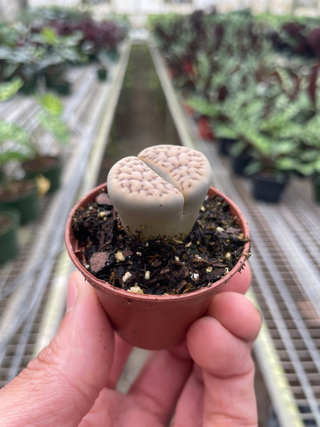 Lithop Living Stone – view 2