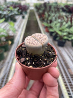 Lithop Living Stone – view 2