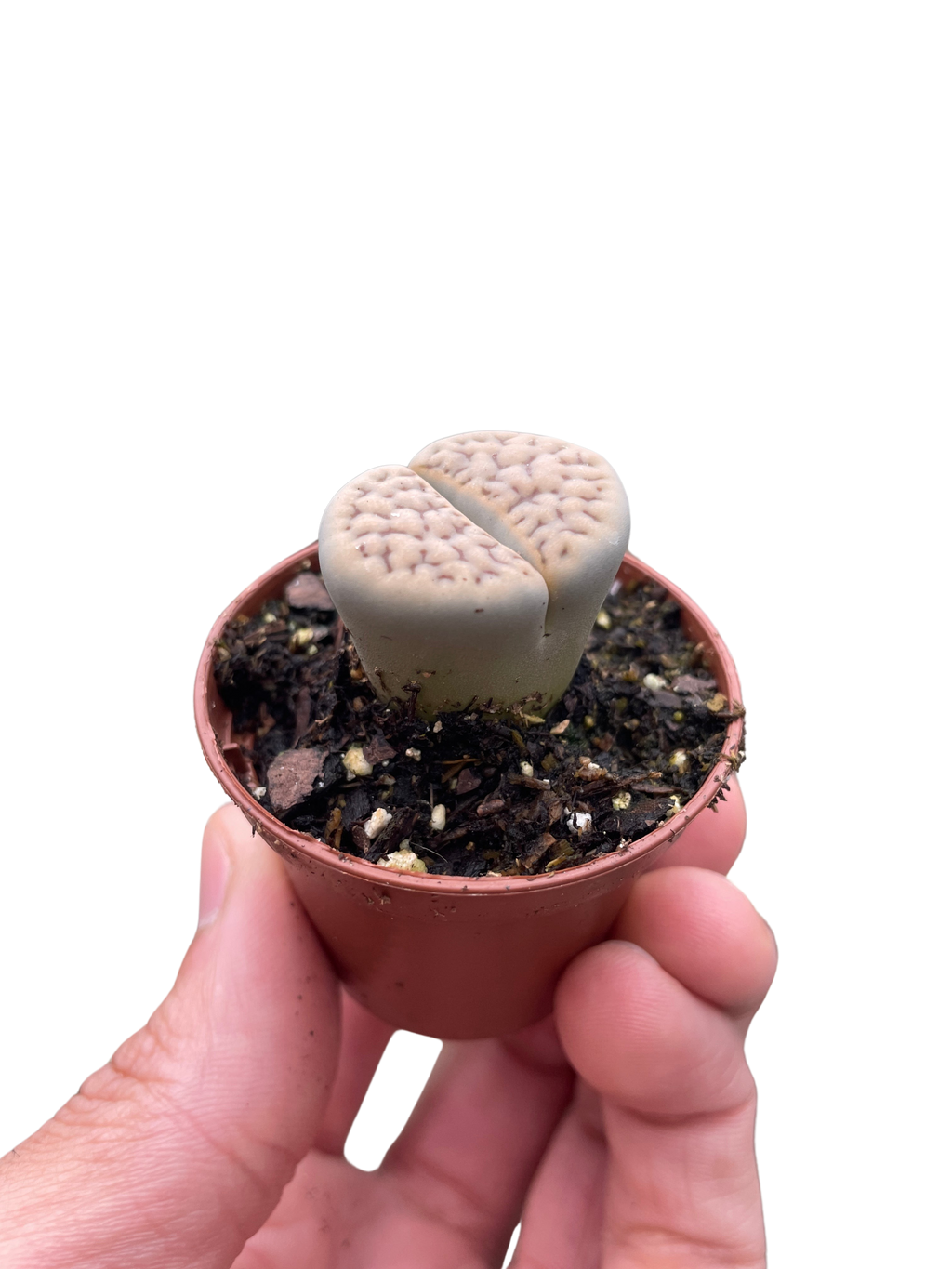 Lithop Living Stone – view 3