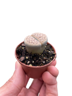 Lithop Living Stone – view 3