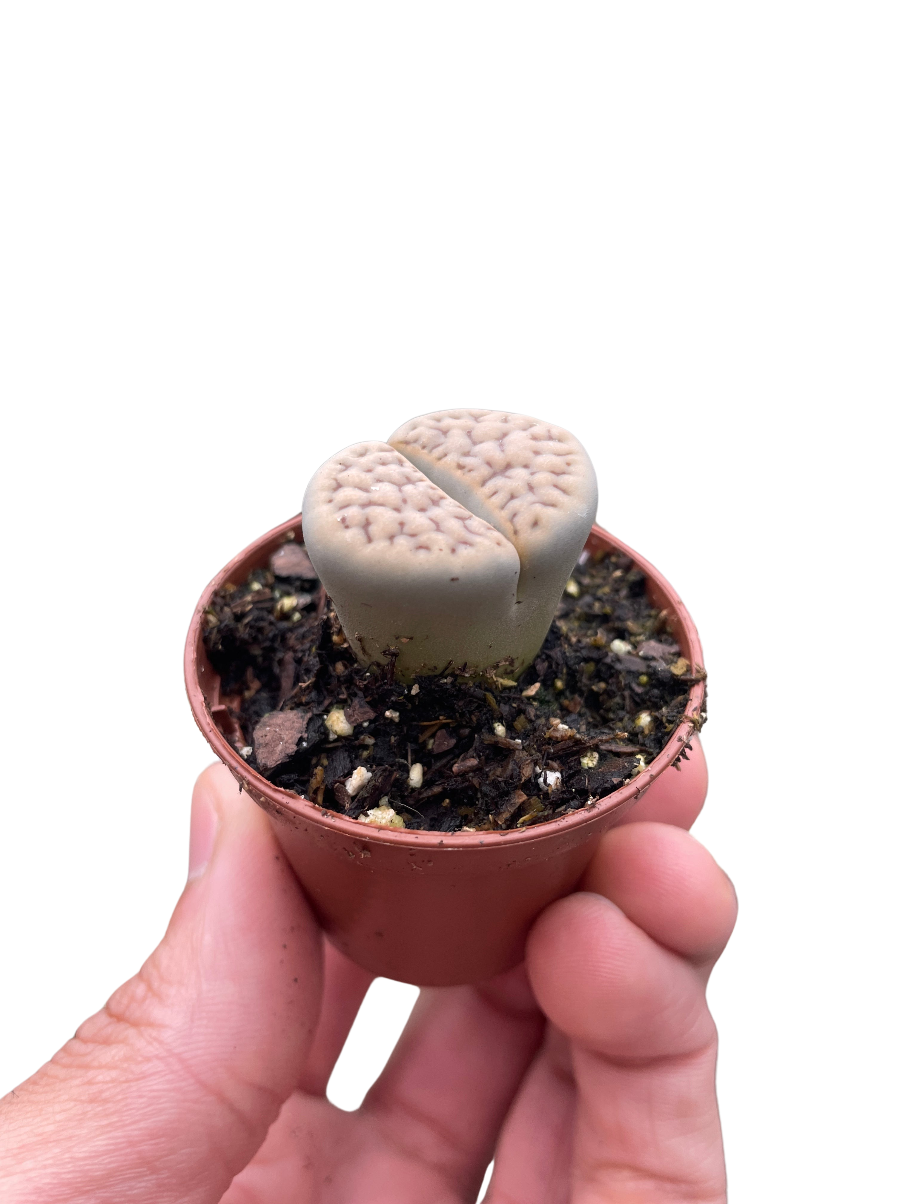 Lithop Living Stone – view 3