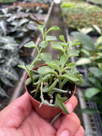 Succulent 'String of Dolphins' – view 7