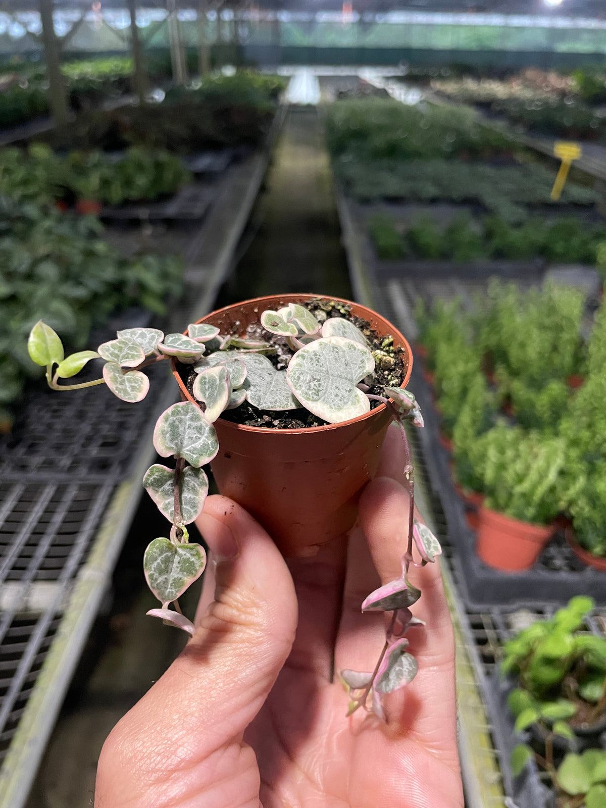 String of Hearts Variegated – view 4