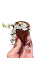 String of Hearts Variegated – view 5