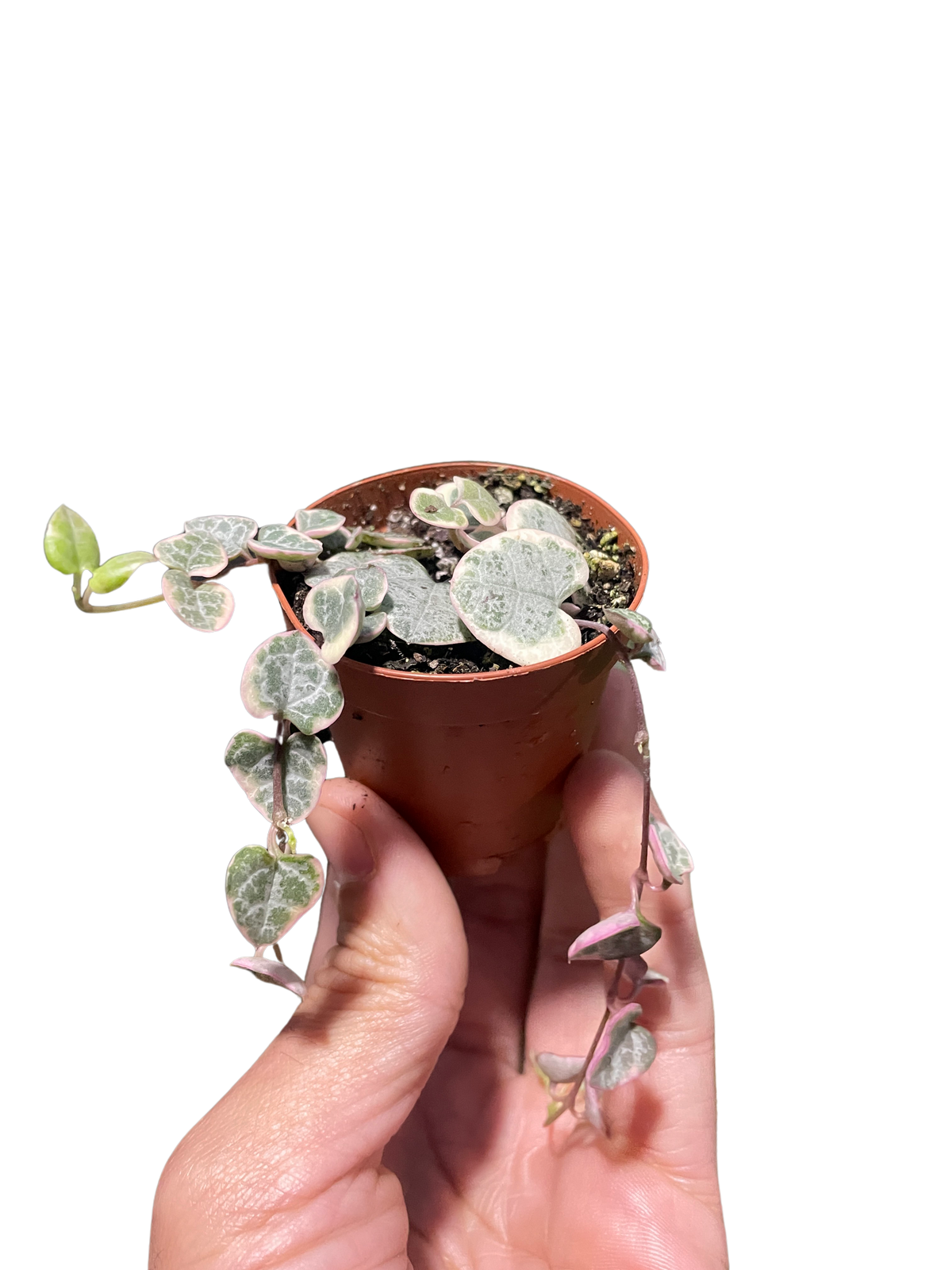 String of Hearts Variegated – view 5