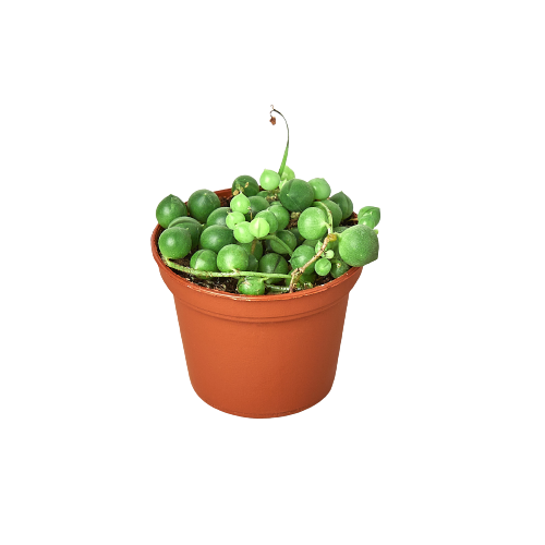 Succulent 'String of Pearls' – view 4