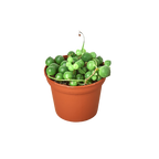 Succulent 'String of Pearls' – view 4