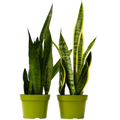 2 Snake Variety Pack - 6” Pots