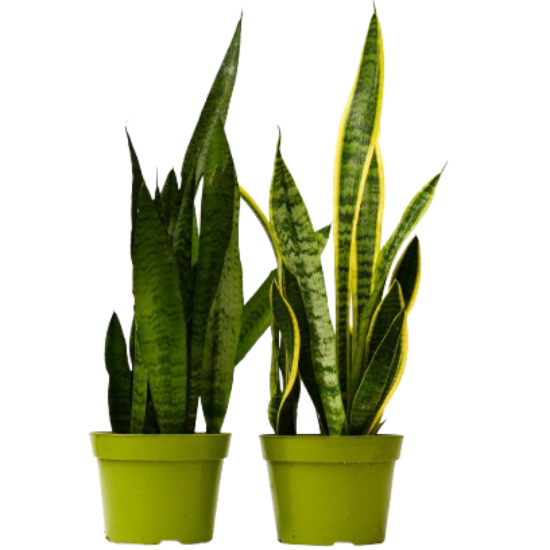 2 Snake Variety Pack - 6” Pots