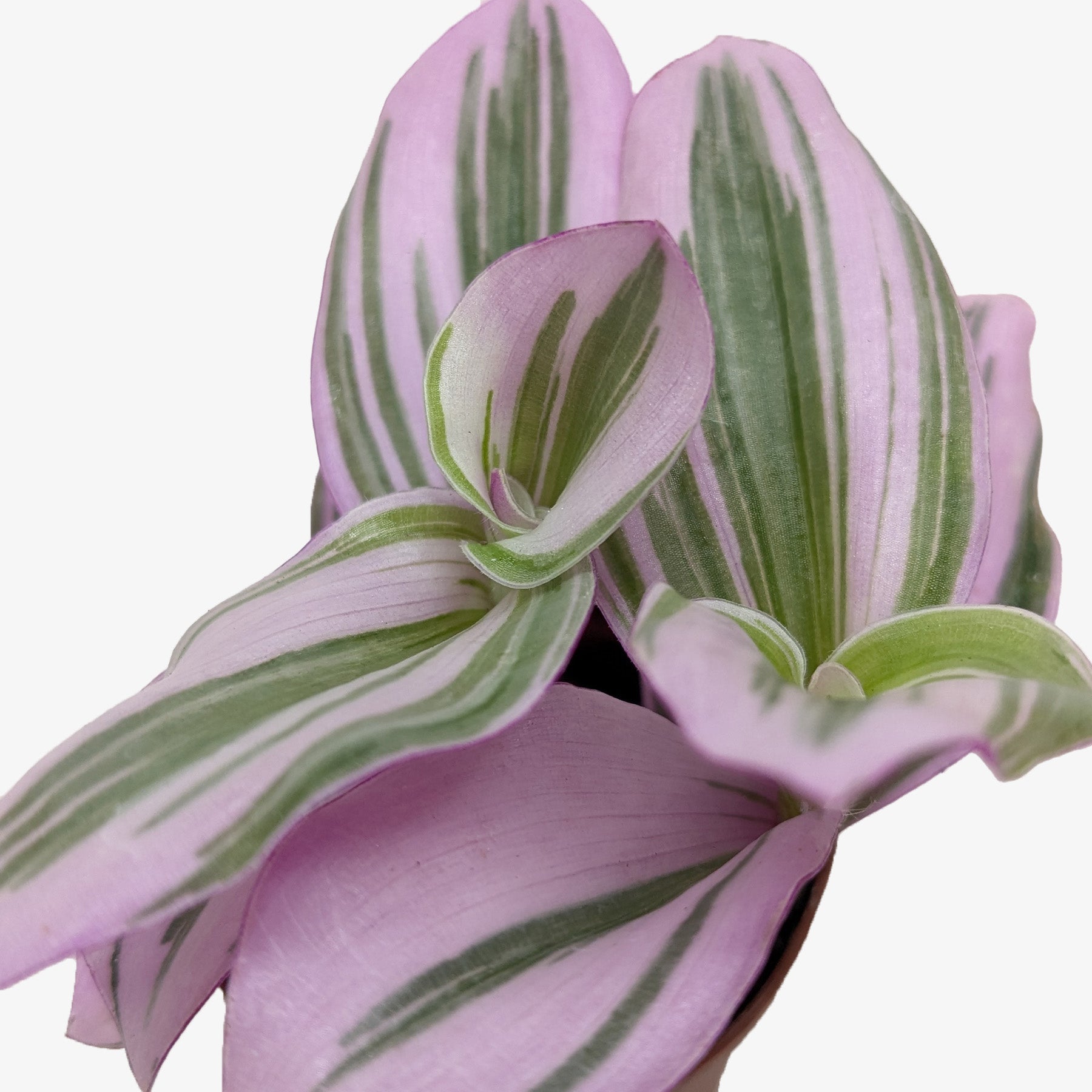 Tradescantia 'Nanouk' – view 2