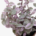 Tradescantia Callisia 'Pink Panther' – view 2