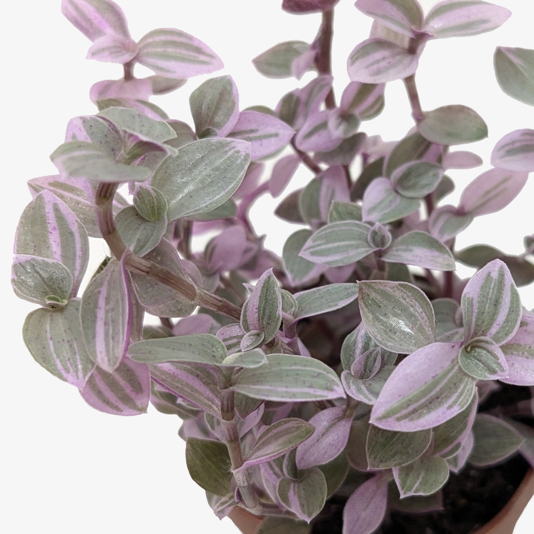 Tradescantia Callisia 'Pink Panther' – view 2