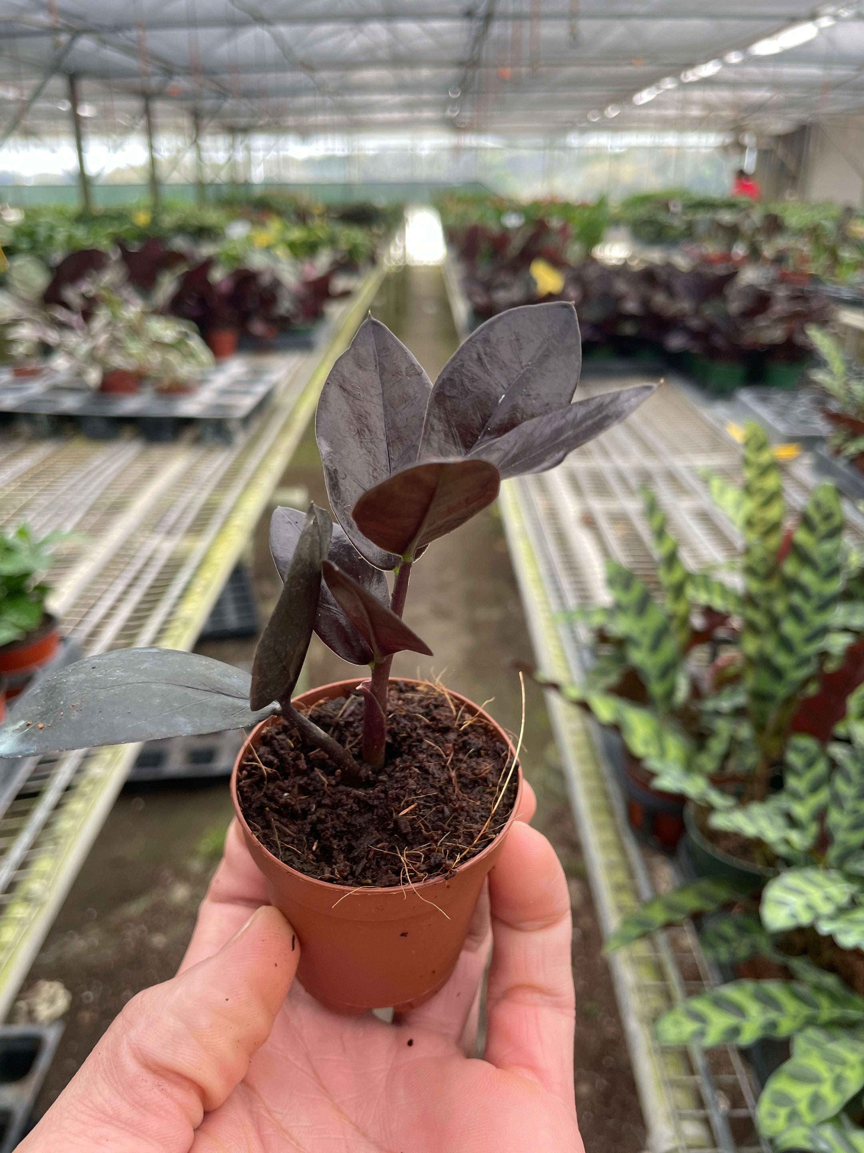 ZZ Zamioculcas 'Black Queen' – view 5