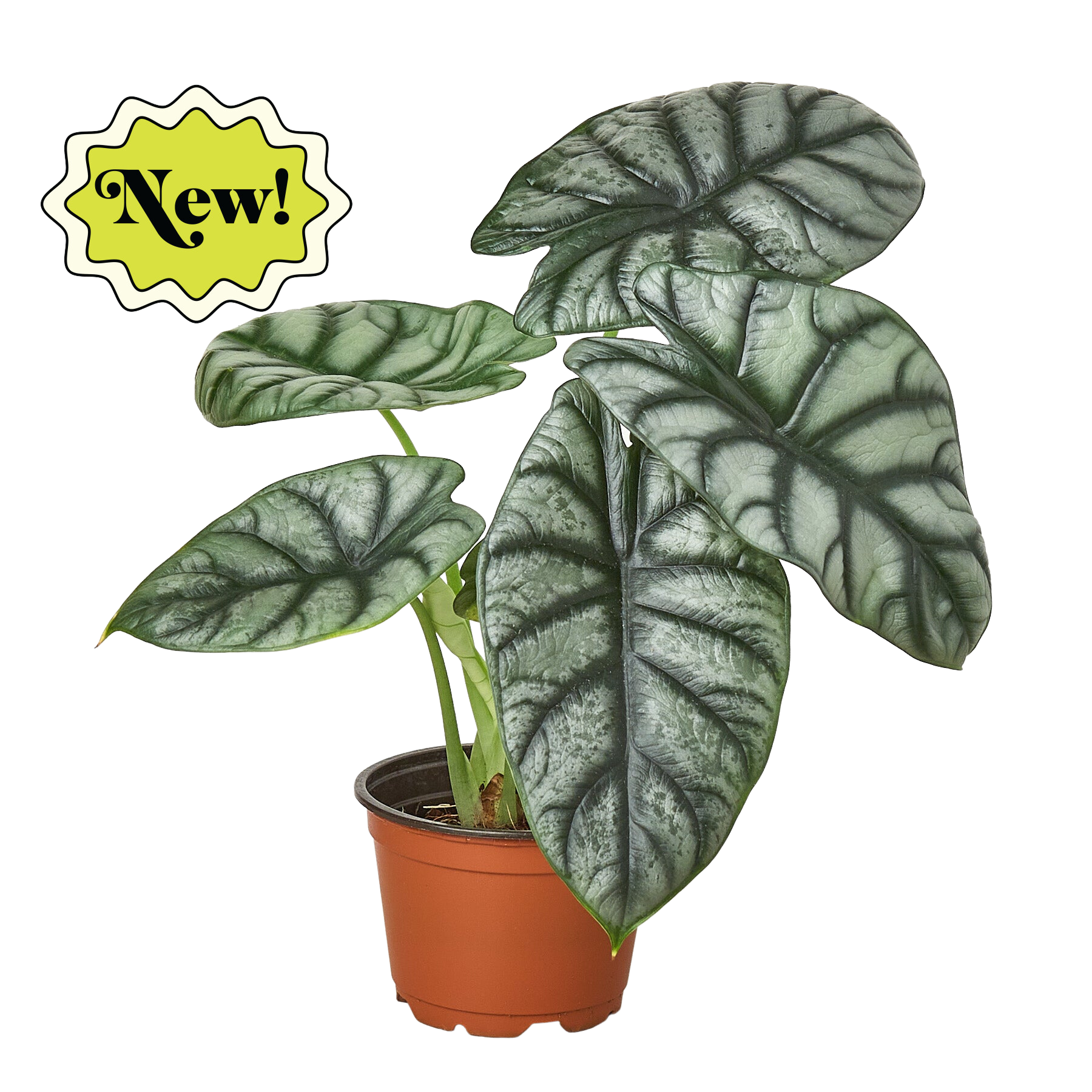 Alocasia Silver Dragon – view 2