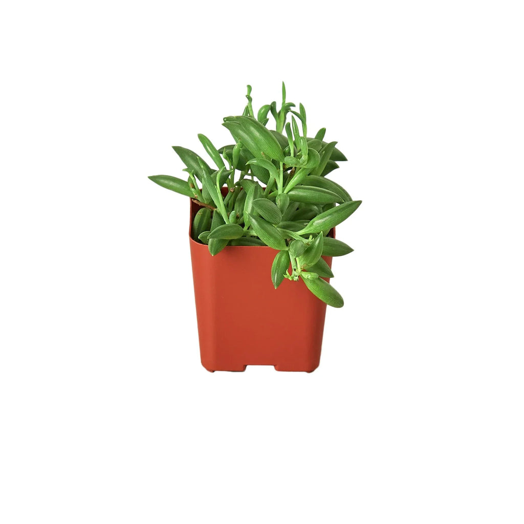 Succulent 'String of Bananas' – view 4