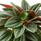Peperomia Rosso – view 2