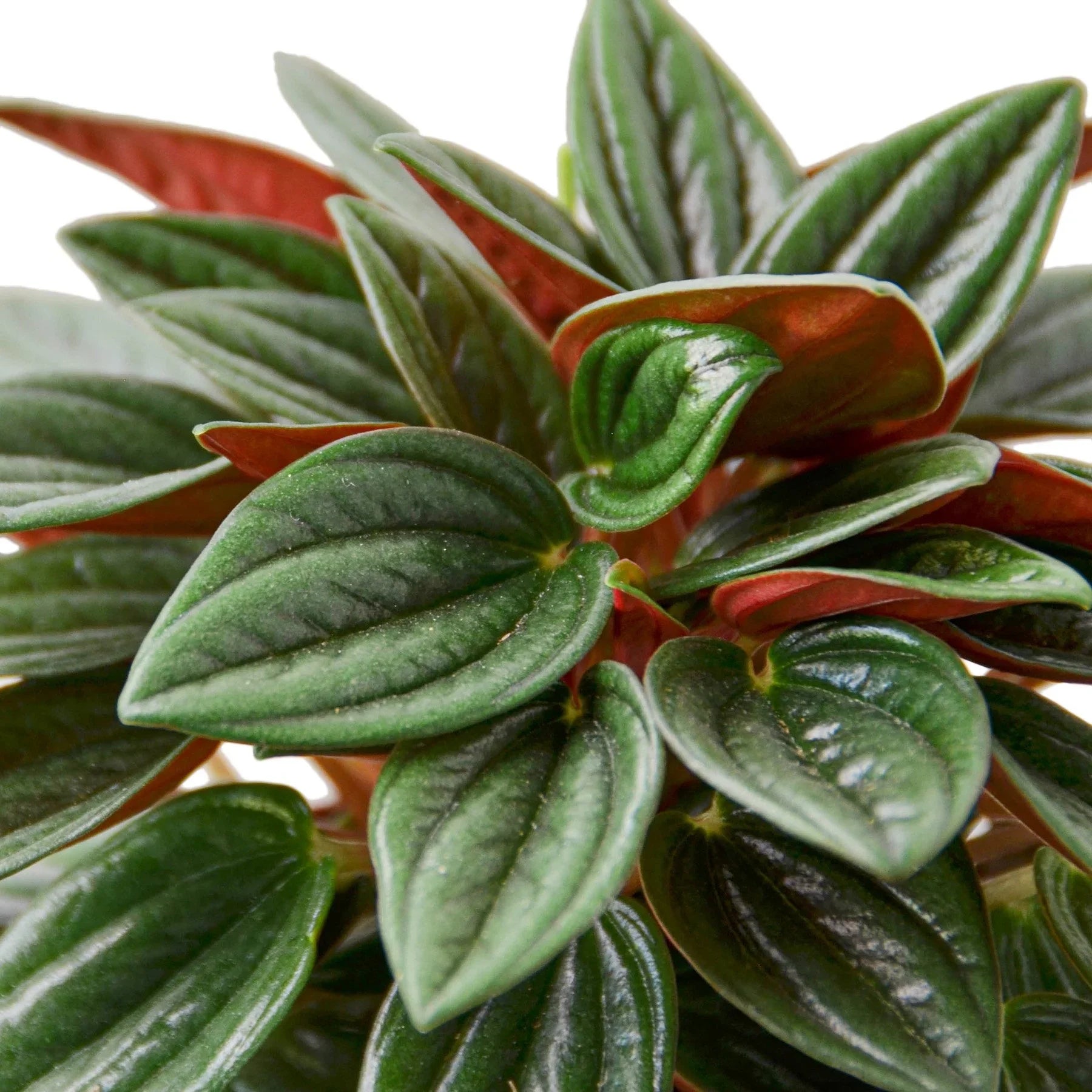 Peperomia Rosso – view 2