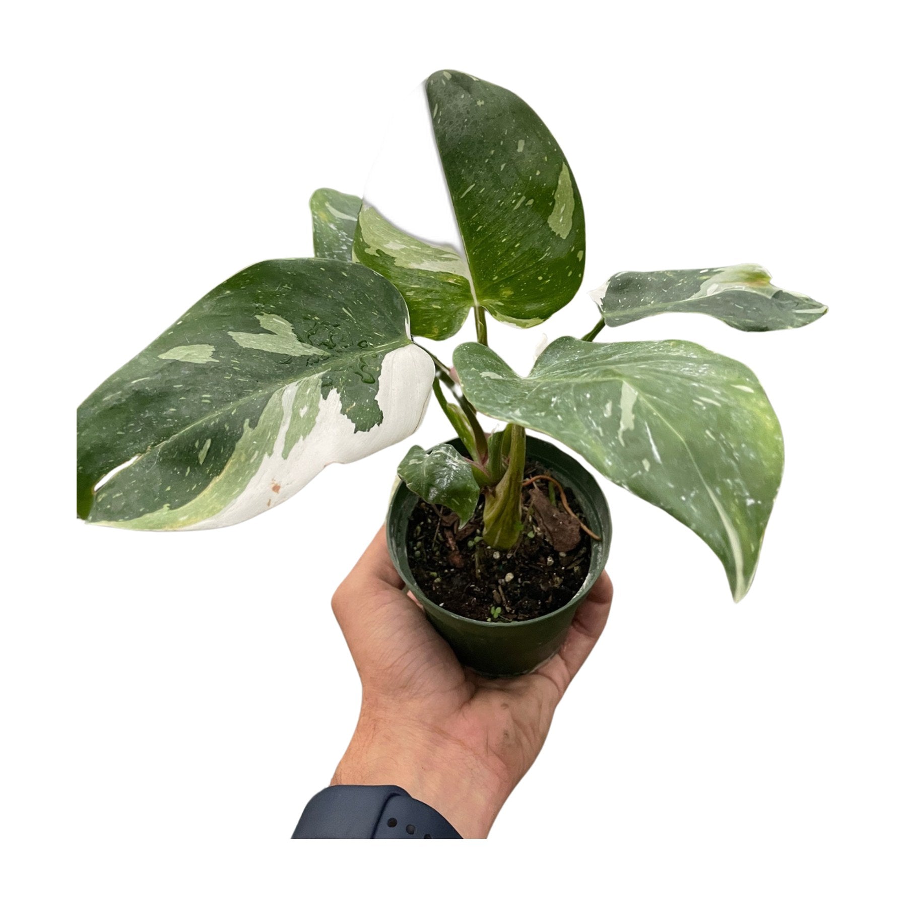 Philodendron 'White Princess'