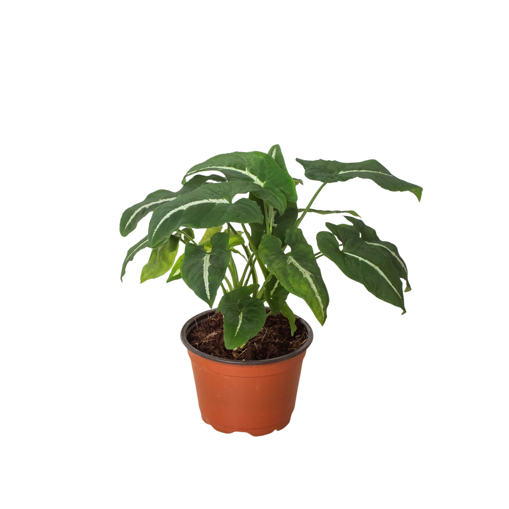 Syngonium wendlandii 'Black Velvet'