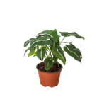 Syngonium wendlandii 'Black Velvet'
