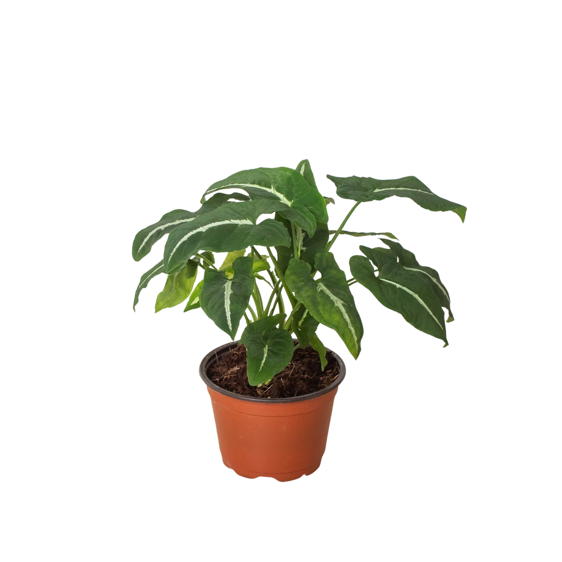 Syngonium wendlandii 'Black Velvet'