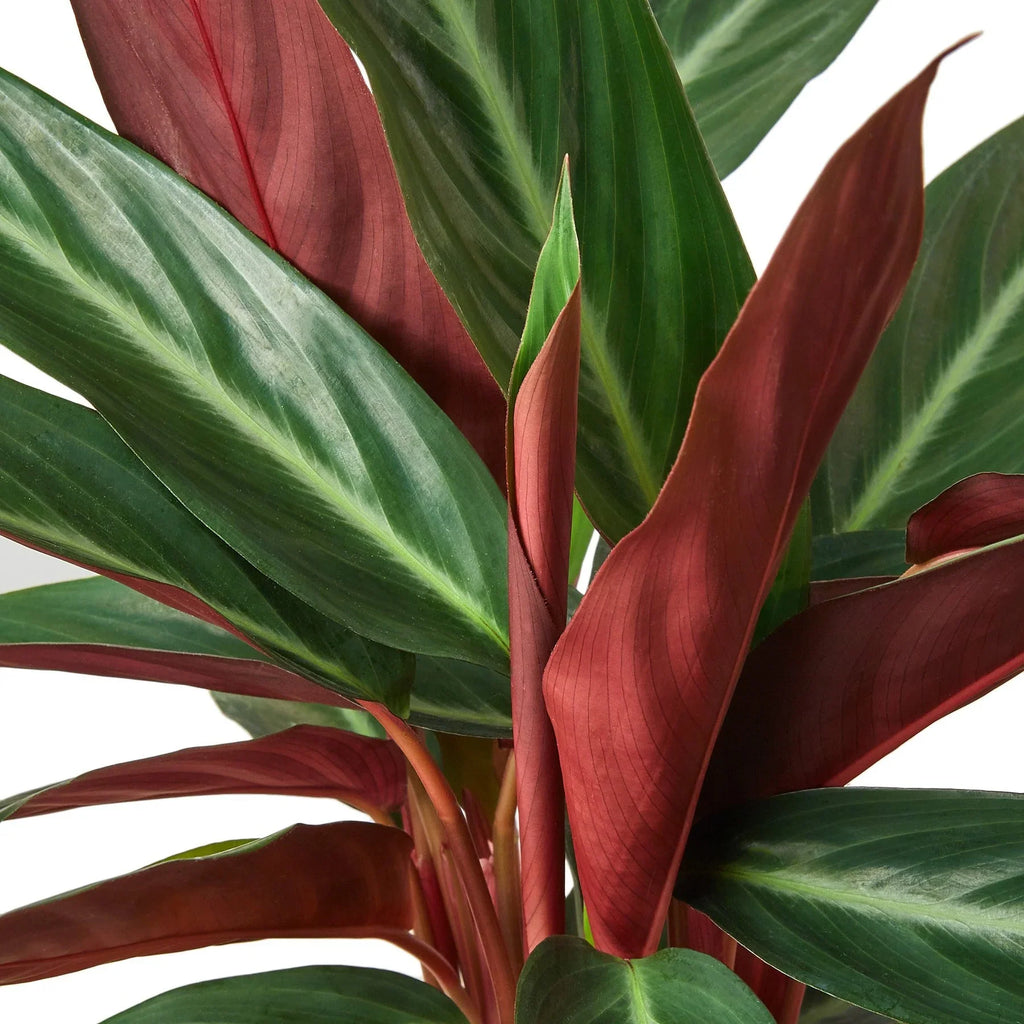 Stromanthe Sanguinea – view 4