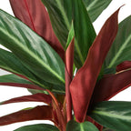 Stromanthe Sanguinea – view 4