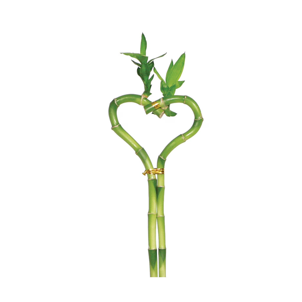 Dracaena 'Lucky Bamboo' (Heart Shape)