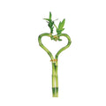 Dracaena 'Lucky Bamboo' (Heart Shape)