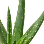 Aloe Vera – view 2