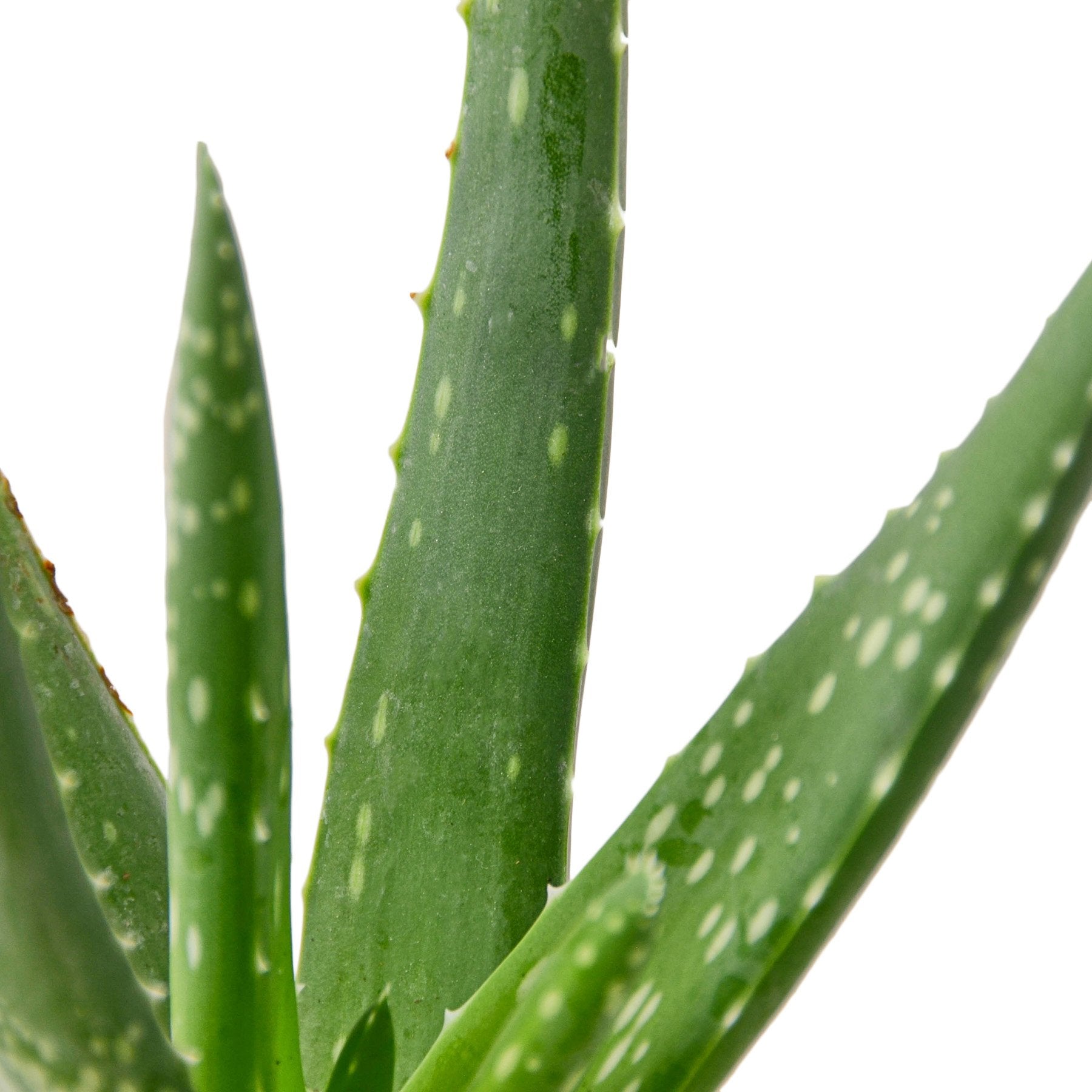 Aloe Vera – view 2