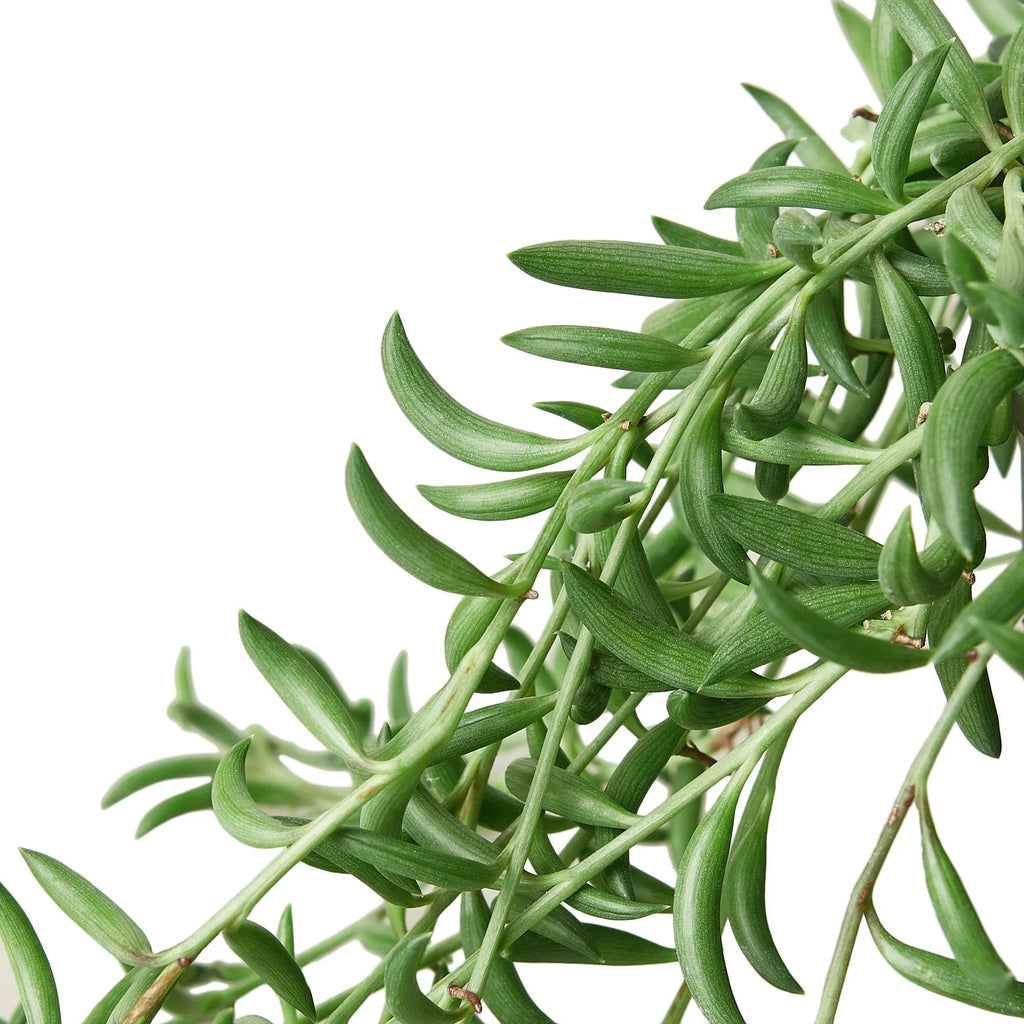 Succulent 'String of Bananas' – view 2