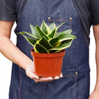 Snake Plant Black Gold – view 5