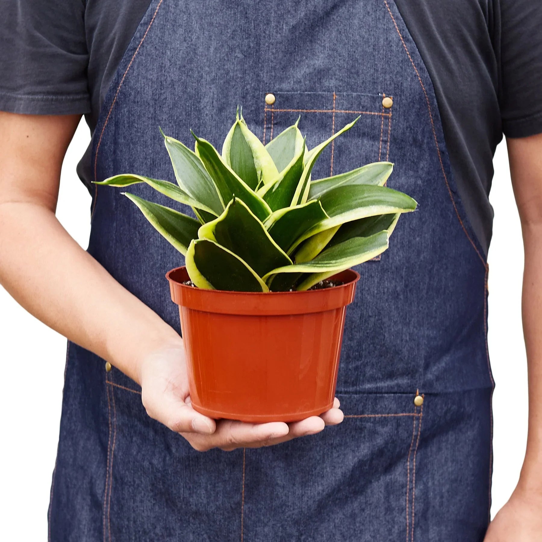 Snake Plant Black Gold – view 5