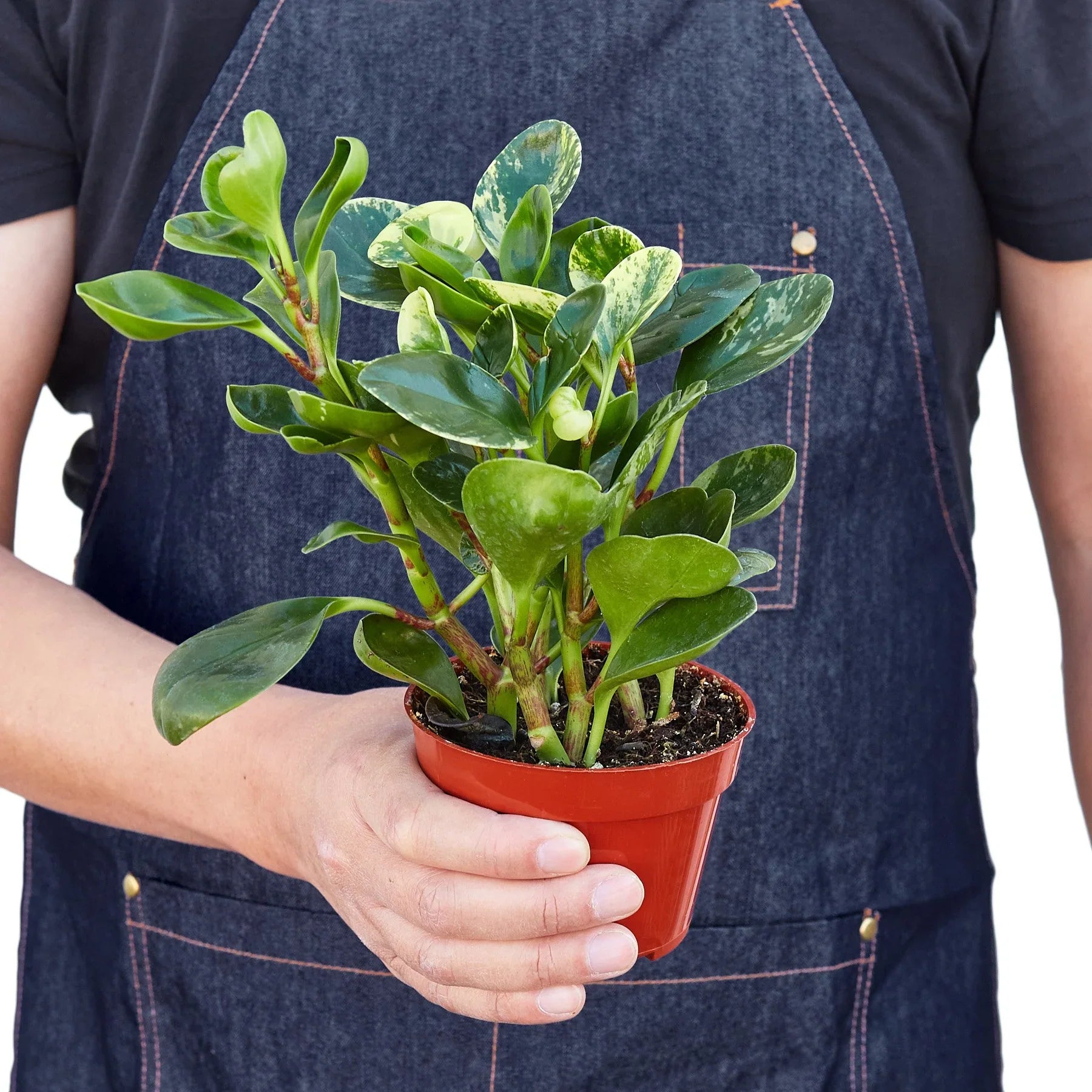 Peperomia 'Marble' – view 3