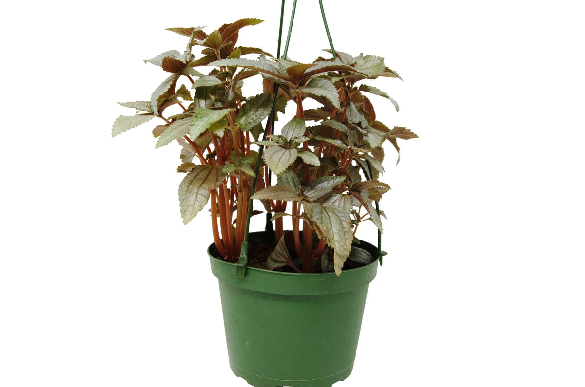 Pilea Ellen – view 3