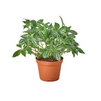 Pilea 'Aluminum' – view 4