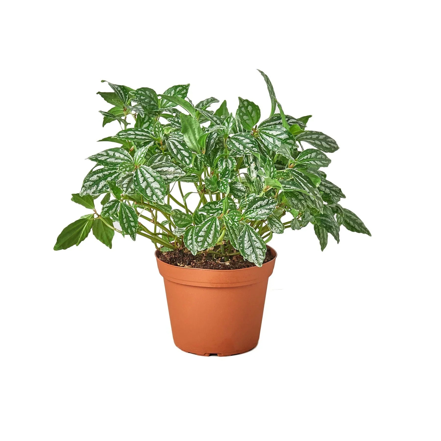 Pilea 'Aluminum' – view 3
