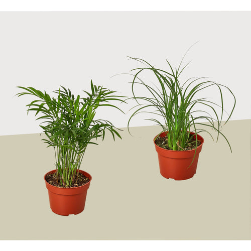 2 Palm Variety Pack / 4" Pots / Live Plant / House Plant – view 2