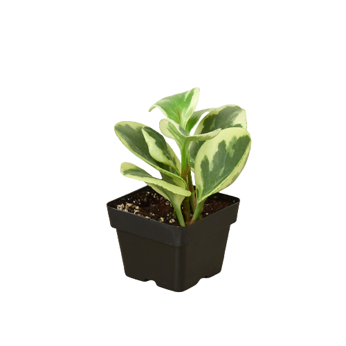 Peperomia 'Marble' – view 5