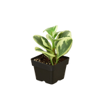 Peperomia 'Marble' – view 5