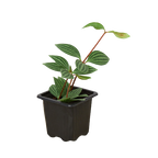 Peperomia 'Parallel' – view 3