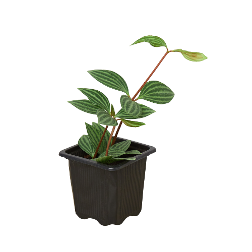 Peperomia 'Parallel' – view 3
