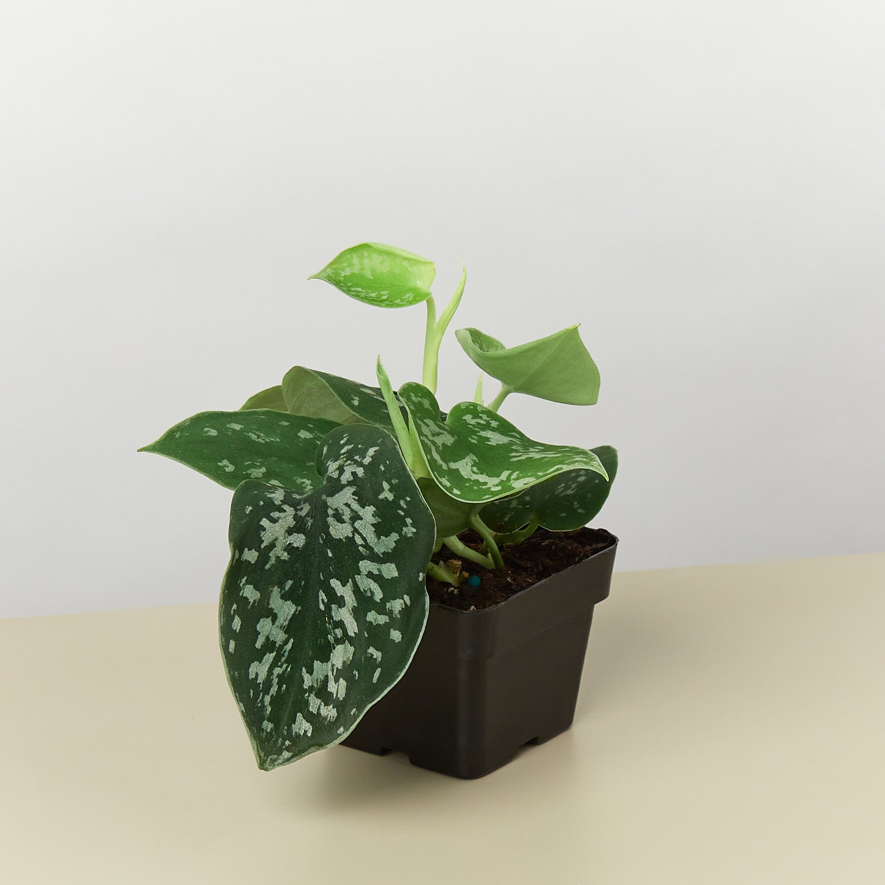 Pothos 'Satin' – view 6