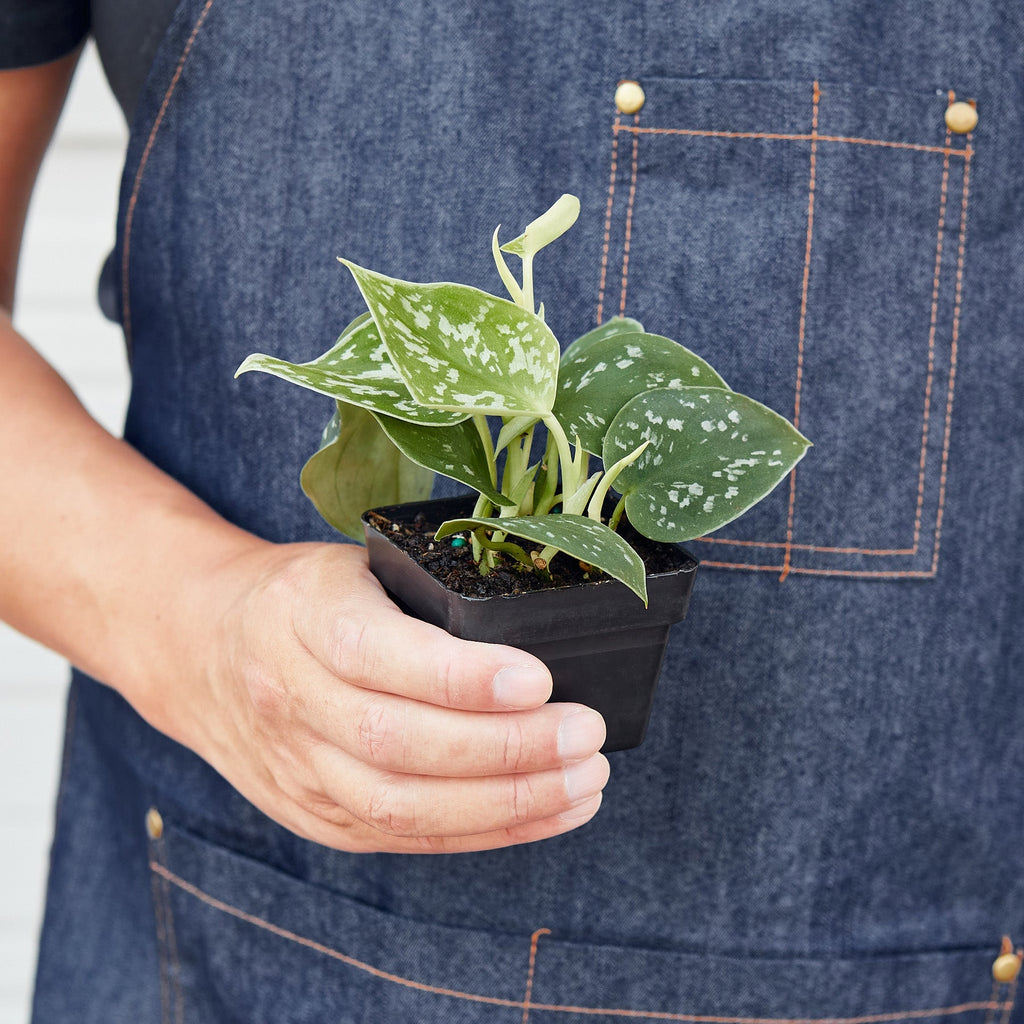 Pothos 'Satin' – view 7