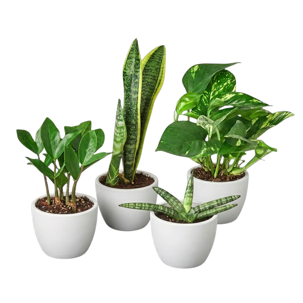 Easy Care Variety Bundle – view 4